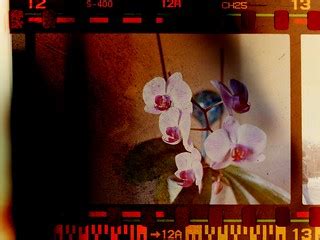 Orchids on 35mm Film | Taken with Carl Zeiss 50mm f1.7 on Co… | Flickr