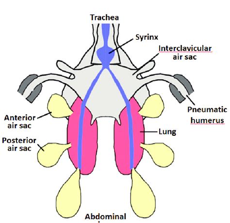 How Do Chickens Mate Diagram - Wiring Site Resource