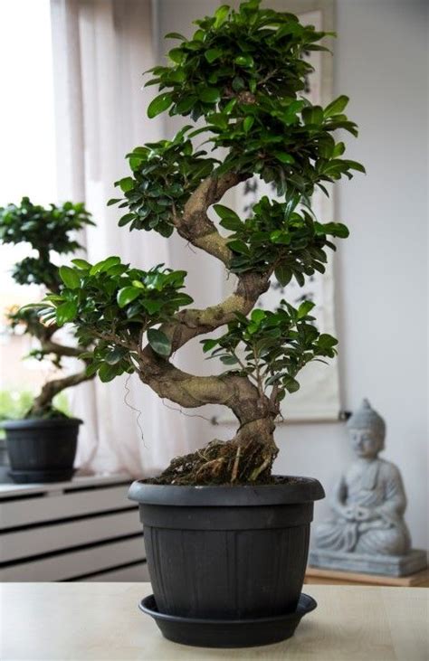 Ficus Ginseng - Oriental Online | Bonsai tree care, Bonsai tree types ...