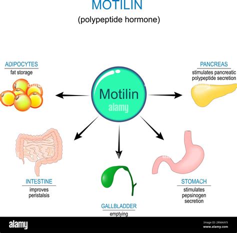 Motilin hormone and internal organs that reaction on polypeptide hormone. Gastrointestinal ...