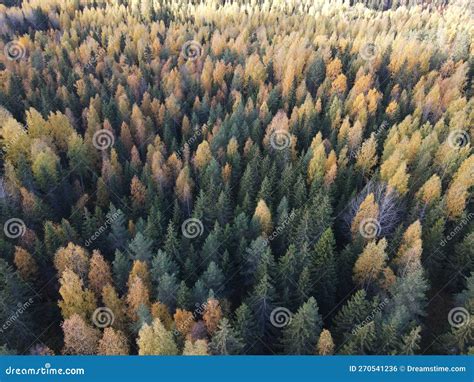 A Forest with Tall, Thin and Evergreen Trees in Autumn Stock Photo ...