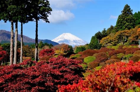 Hiking in Hakone— The Ultimate Traveler’s Guide | All Japan Tours