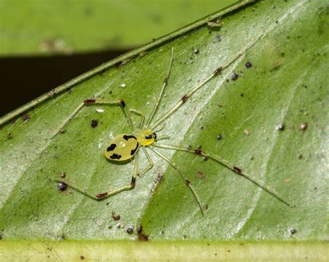 Happy face spider (Theridion grallator) | Face markings, Happy face, Spider