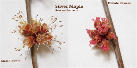 Silver maple flowers. Acer saccharinum Acer, Pnw, Red Peppercorn, Maple ...