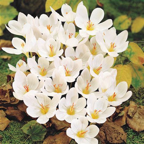 Fall White Crocus - Discover Our Fall Crocus Bulbs | Breck's