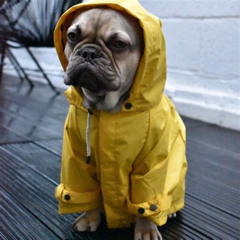 Max Bone Talon Dog Raincoat - Yellow – Aurora Pets - Designer apparel and luxury accessories for ...