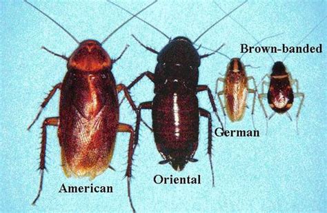 Common Cockroach Species of the Carolinas