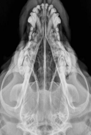 Principles of Radiographic Interpretation of the Axial Skeleton | Veterian Key