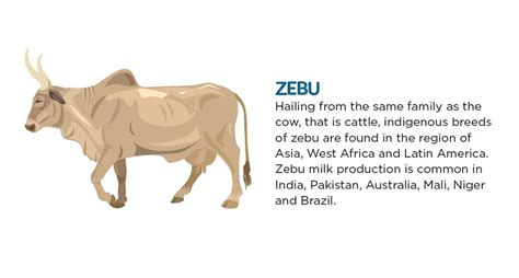 Where does milk come from?