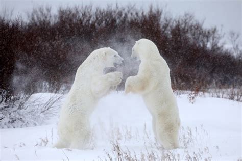 Predators: Polar bear attacks whale in Tom Hardy wildlife series ...