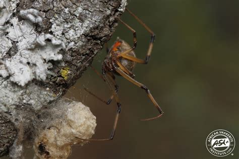 Brown Button Spider - African Snakebite Institute