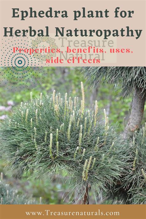 Ephedra plant for Herbal Naturopathy: properties, benefits, uses, side ...