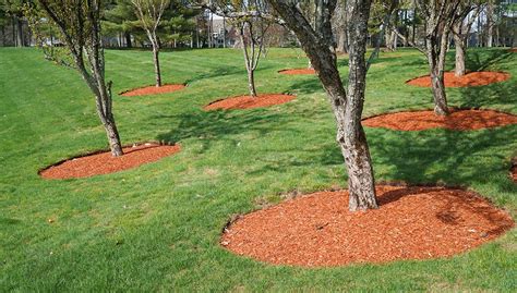 How Mulch Can Save Water & Boost Tree Health