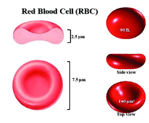 Figure Structure Of Erythrocytes Red Blood Cells Diagram Quizlet | Hot Sex Picture