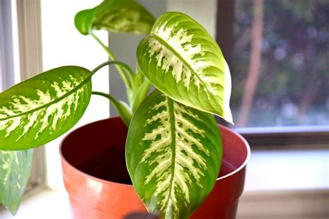 How to Clean Indoor Houseplants and Shine the Leaves!