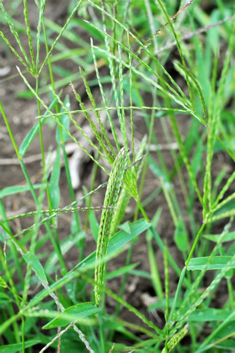 How To Get Rid of Crabgrass In Late Summer