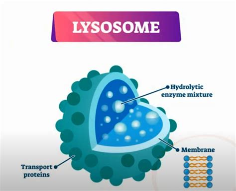 Function of Lysosomes | MooMooMath and Science