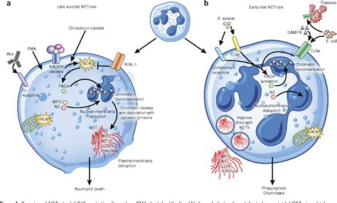 An emerging role for neutrophil extracellular traps in noninfectious disease | Semantic Scholar