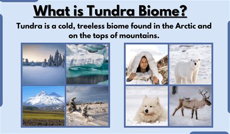 Tundra Biome-Characteristics, Types, Location, Climate, and Examples