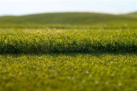 Green Short Grass Lawn, Fresh Cutting Lawn-mower Stock Image - Image of backdrop, park: 185692941