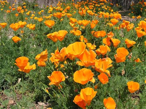 Information about "flowers-northstar.jpg" on northstar park - Davis ...