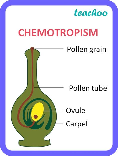 Chemotropism In Plants