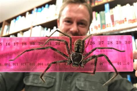 Huge Huntsman spider handed in at reptile park is 'Australia's biggest ...