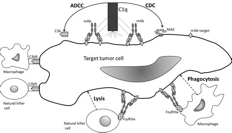 The Role of Cetuximab in the Induction of Anticancer Immune Response in ...