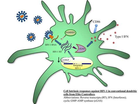 Dendritic cells of elite controllers able to recognize, mount defense against HIV