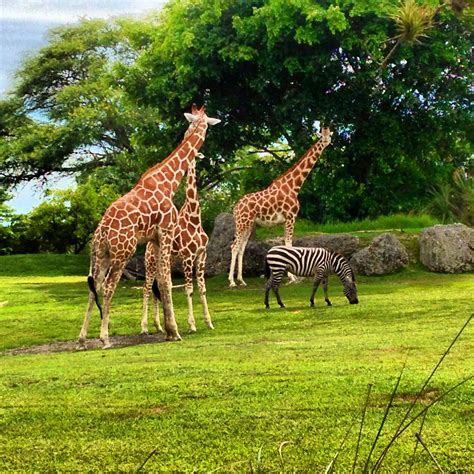 Took this at the miami zoo, my fav animals! | Animaux, Animalier, Parc