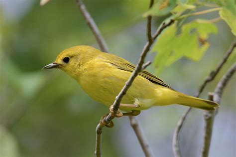 Yellow-Warbler (Female) | Beautiful birds, Female, Yellow