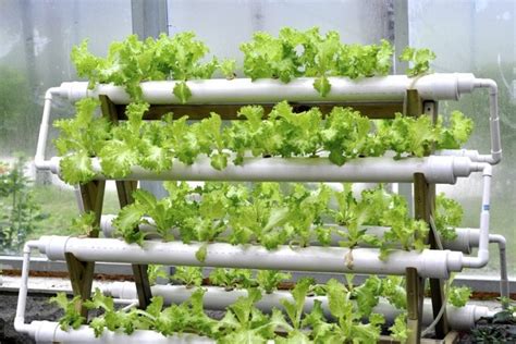 DIY Hydroponics At Your Home | Harper's Nurseries