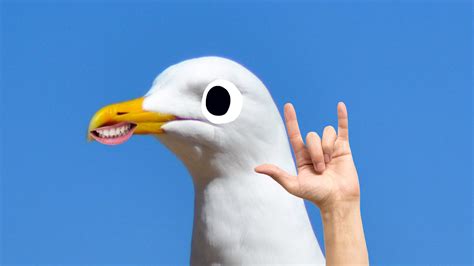 Seagull Jokes | Funny Seagull Jokes | Beano.com