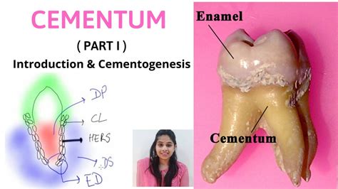 CEMENTUM - A DYNAMIC TISSUE ( Part I ) II Introduction & Cementogenesis - YouTube