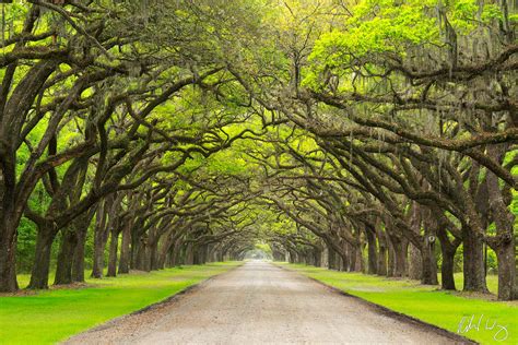 Wormsloe Plantation Photo | Richard Wong Photography