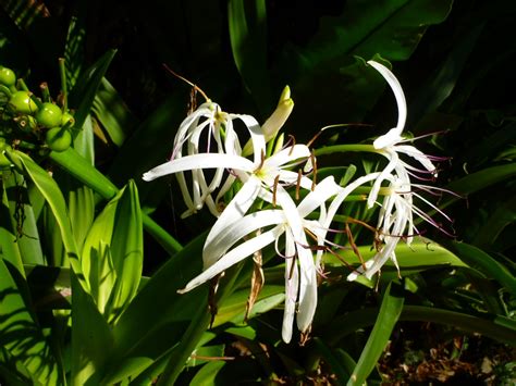 Crinum pedunculatum – Swamp Lily | Gardening With Angus