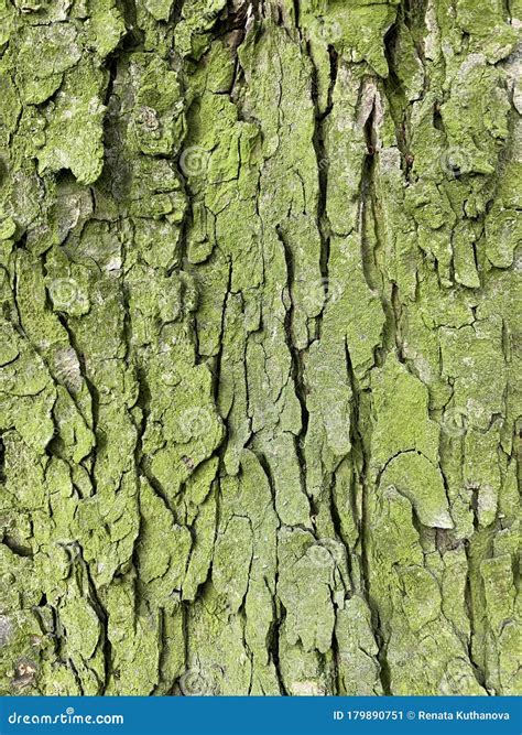 Chestnut tree bark stock image. Image of chestnut, flora - 179890751