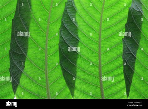 Ash tree leaves hi-res stock photography and images - Alamy