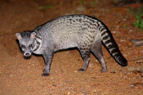 What Are Civets Senses Like? - Worldwide Nature