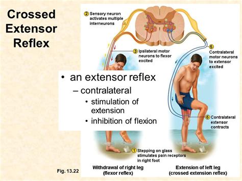 Reflexes The typical pattern of a neural “circuit” is an arc. sensory afferents integration in ...