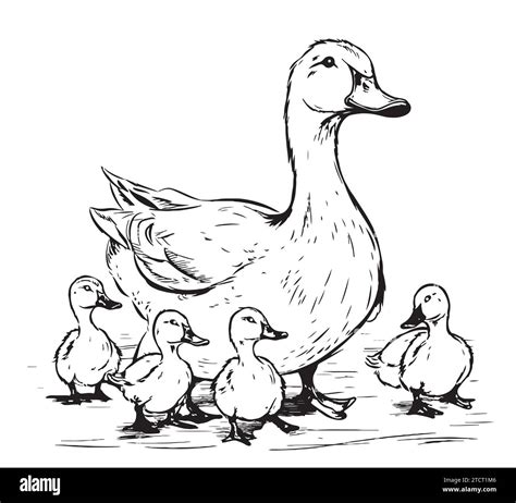 Duck and ducklings hand drawing sketch engraving illustration style ...