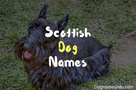 The Ultimate List of 500+ Unique Scottish Dog Names 2023