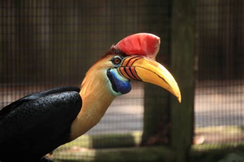 180+ Toucan Cage Stock Photos, Pictures & Royalty-Free Images - iStock