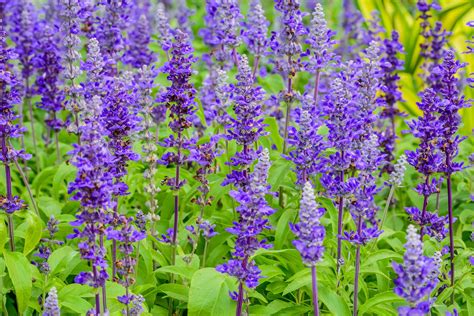 Blue Salvia for sale at Desert Horizon Nursery | Herbaceous perennials, Long blooming perennials ...