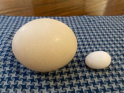 I Bought an Ostrich Egg, and Here's What I Made With It - Gastro Obscura