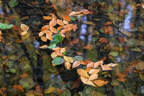 Fall Foliage on the Lake Surface 10296924 Stock Photo at Vecteezy