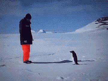 Angry Penguin GIF - Angry Penguin PissedOff - Discover & Share GIFs