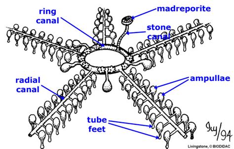 Water Vascular System of Starfish ~ Zoology-NETWORK