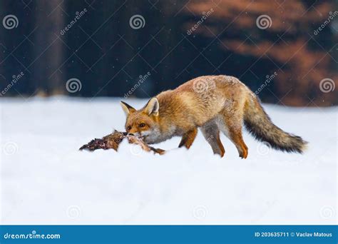 Red Fox Hunting