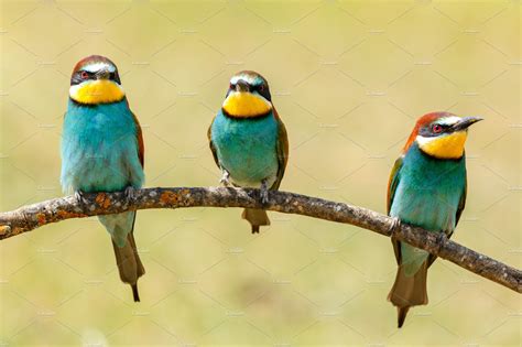 Three colorful birds | High-Quality Animal Stock Photos ~ Creative Market